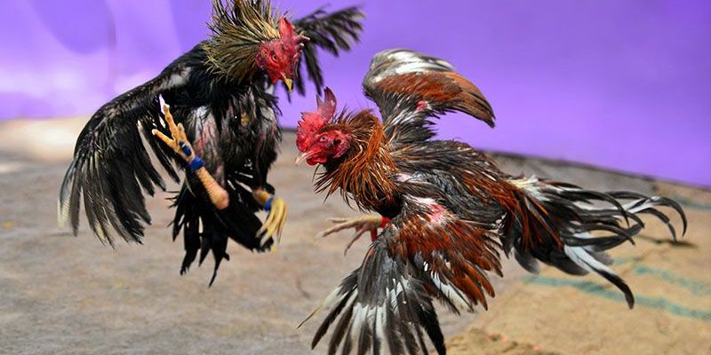 Luật chơi đá gà trực thomo cơ bản