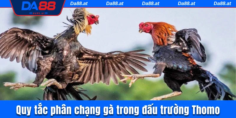 Quy tắc phân chạng gà trong đấu trường Thomo